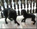 Elektra, azaz Egyke mr j gazdinl s Katie a bartn