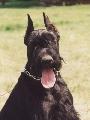 Koronar Berliz Barnabs (ALEX) 2.alom 1997.jan.08. (Fni & Ariel)